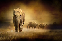 obraz slony v afrike elephants